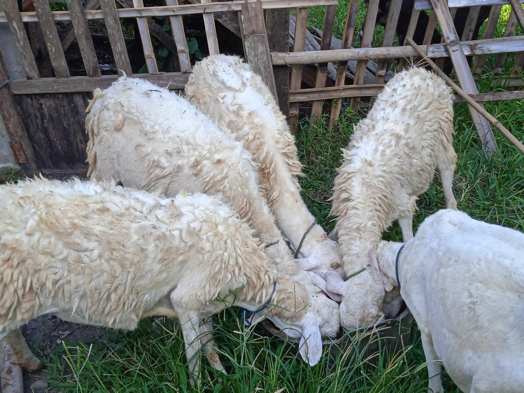 Daging Kambing dan Domba