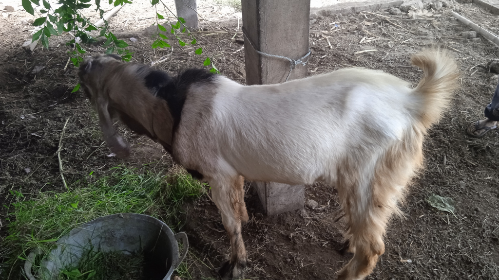 Jenis Kambing Terbaik