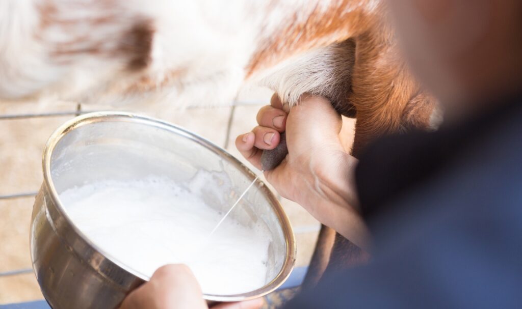 Khasiat Konsumsi Susu Kambing