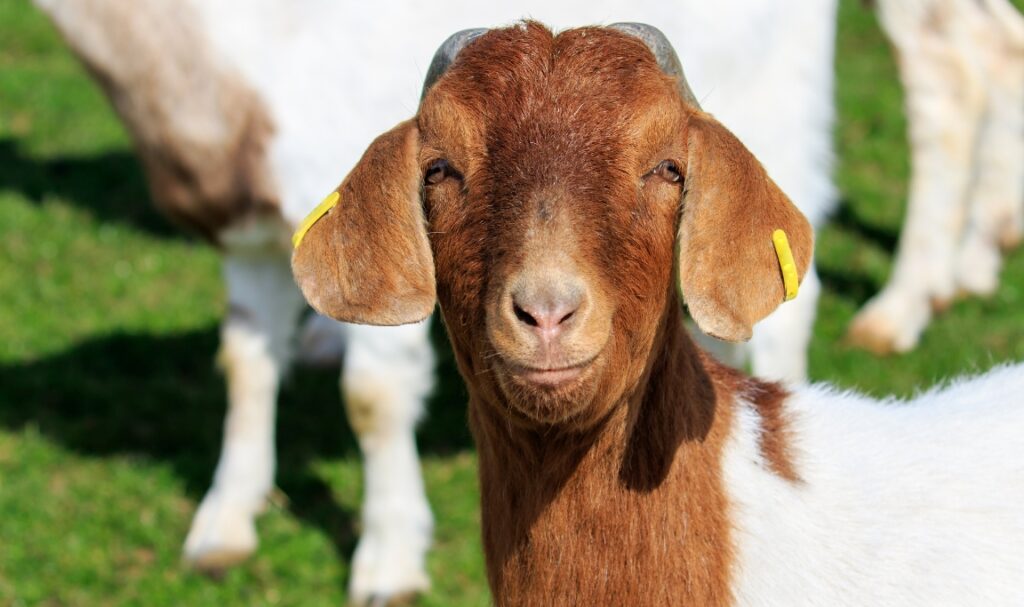 Cara Memelihara Kambing