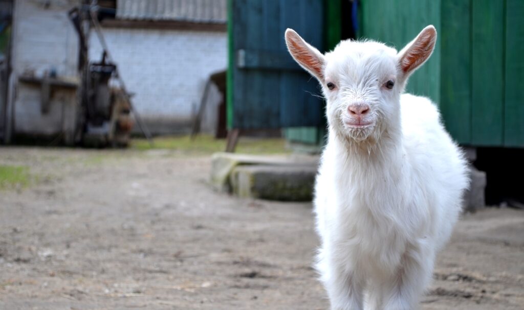 Memilih Bibit Kambing Berkualitas