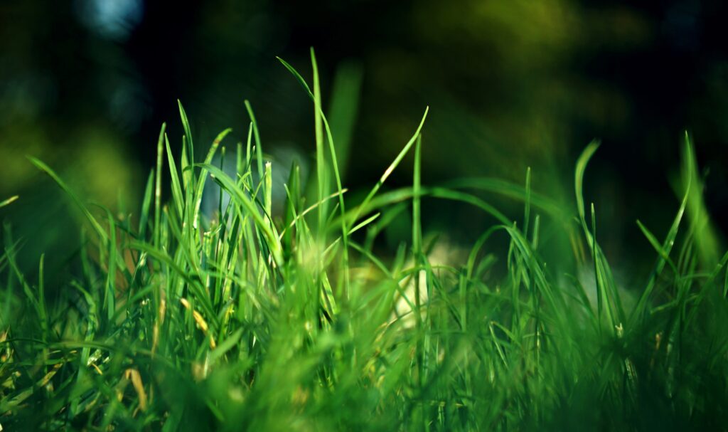 Dari Padang Rumput ke Meja Makan