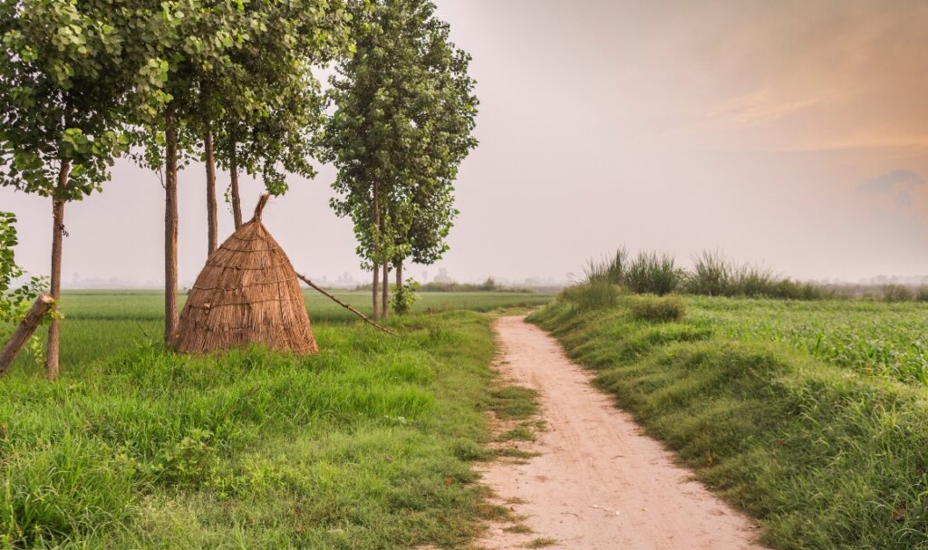 Kambing dan Kehidupan Desa