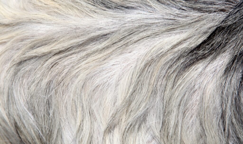 Manfaat Kulit Kambing