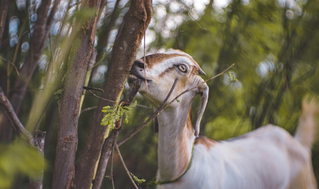 Membuat Pakan Fermentasi