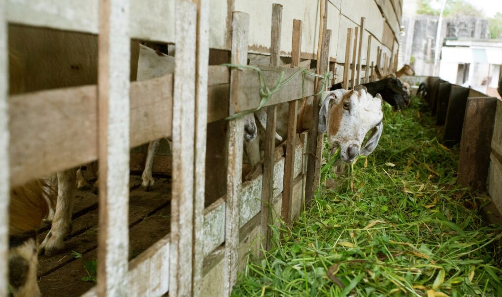 Memelihara Kambing di Pekarangan Rumah