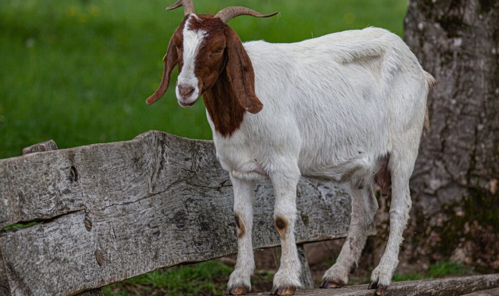 Mencegah Penyakit pada Kambing Ternak