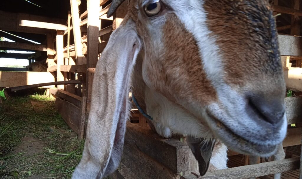 Menjaga Kesehatan Kambing