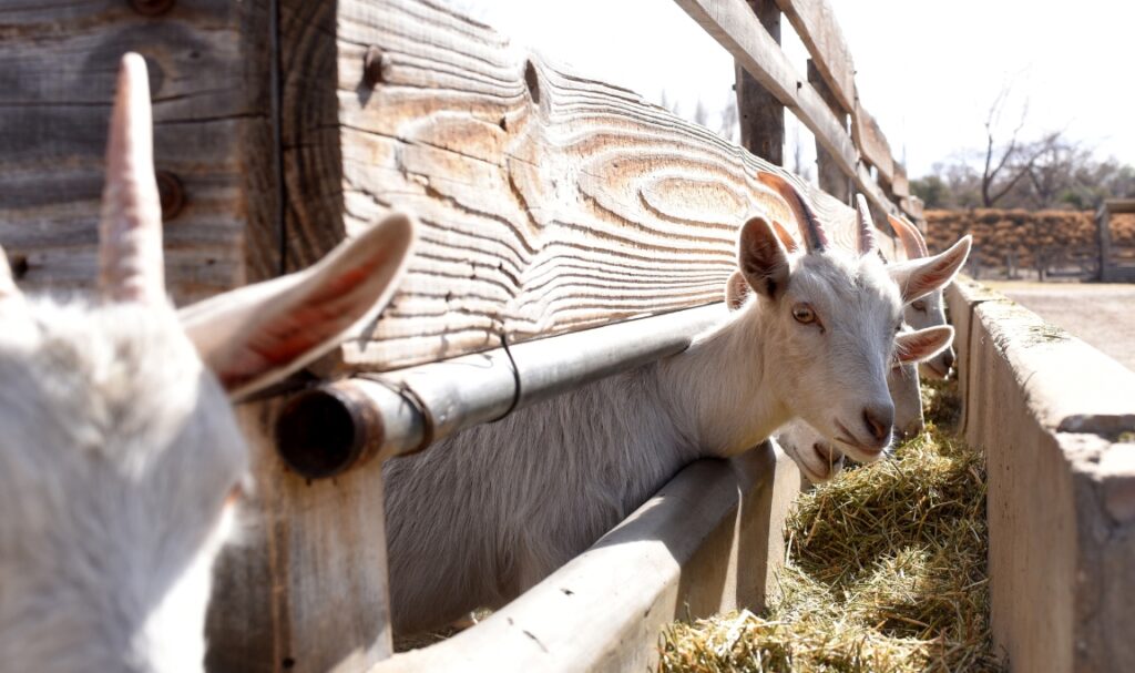 Panduan Membuat Kandang Kambing yang Nyaman dan Higienis