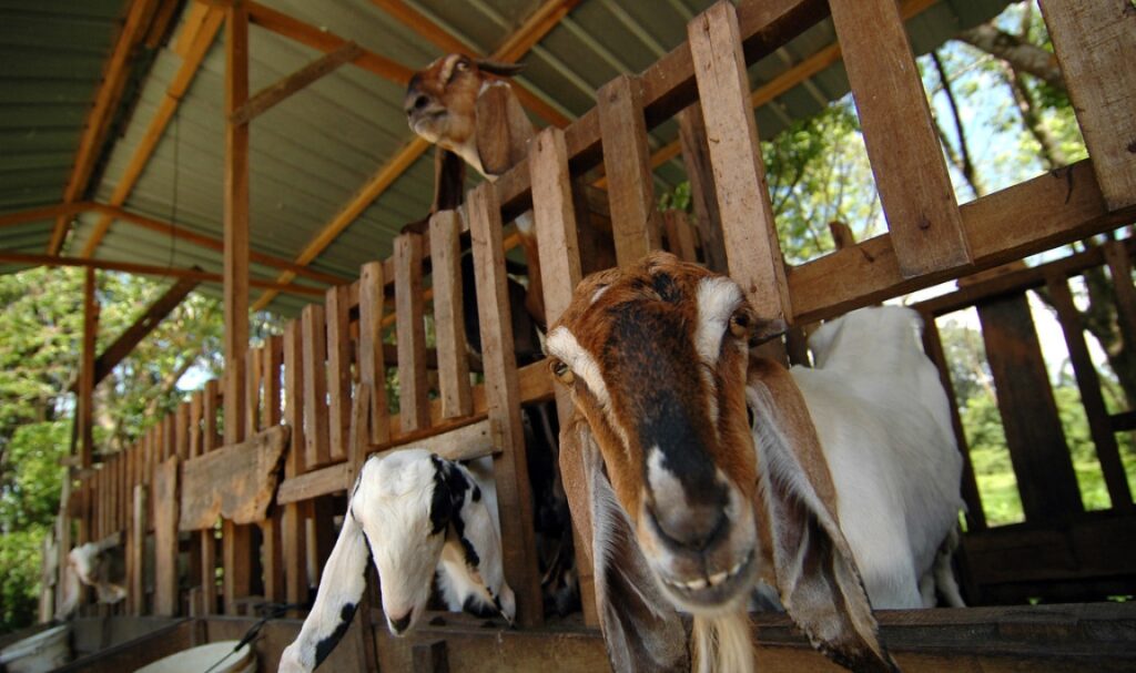 Peternakan Kambing Tanpa Bau