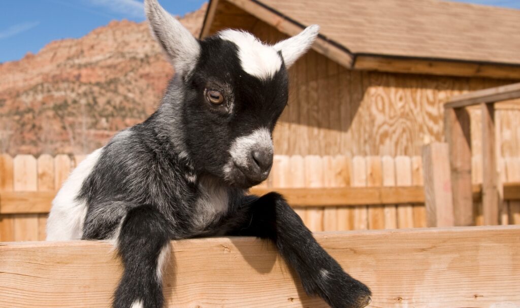 Peternakan Kambing di Lahan Terbatas