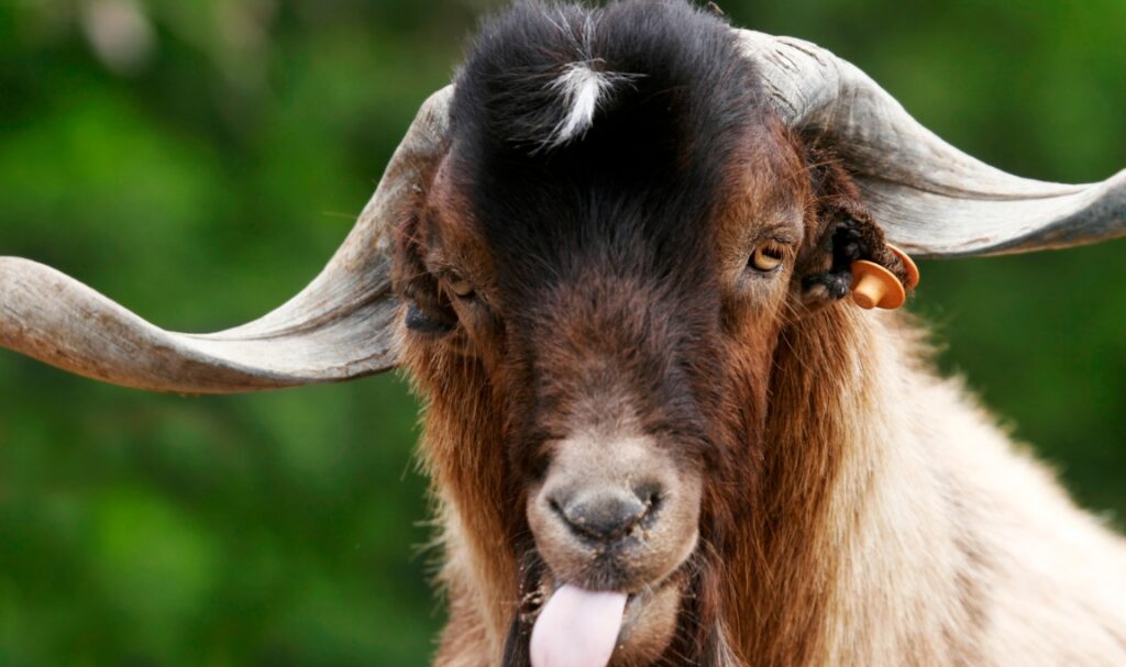 Sumber Protein Alternatif