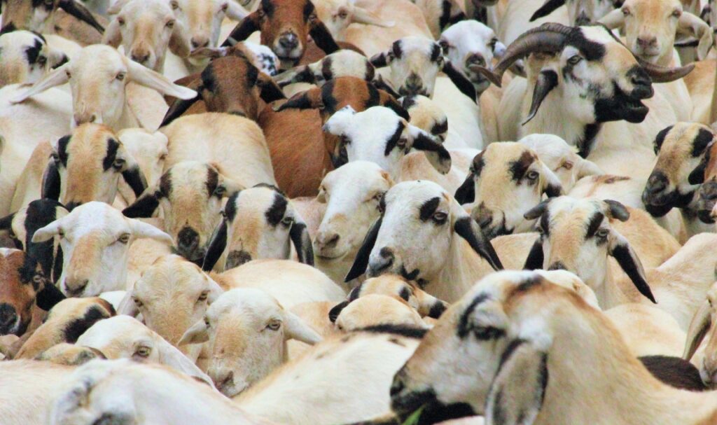 Mengatasi Stres pada Kambing