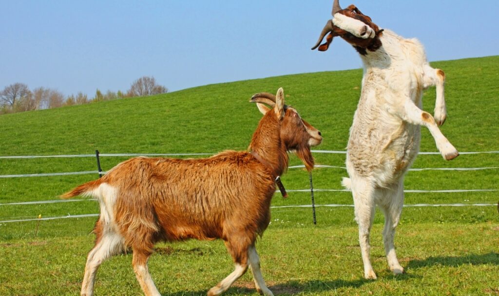 Mengoptimalkan Reproduksi Kambing